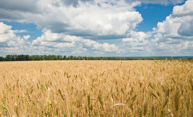 Ripe wheat