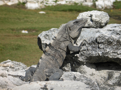 Iguana taking sun-bath in Cancun