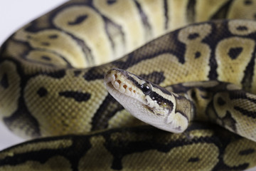 Python regius isolated on white background.