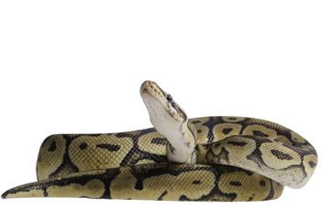 Python regius isolated on white background.