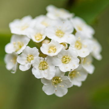 Hedge Blossom