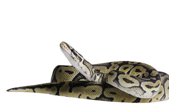 Python Regius Isolated On White Background.