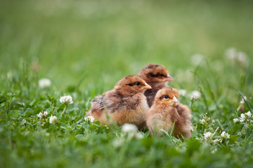 Naklejka na ściany i meble Three cute brown chickens on grass