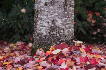 red autumn leaves laying around a tree
