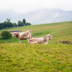 Fototapeta na wymiar Two Cows