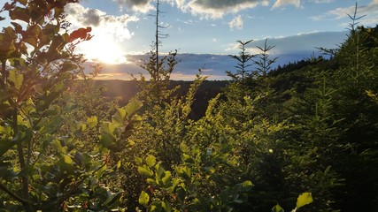 Sunset and panoramic view in the forest