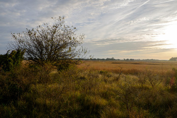 Fototapeta na wymiar Dünengebiet am Darsser Ort, Nationalpark Vorpommersche Boddenlan