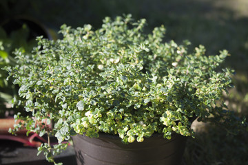 Lemon thyme pot