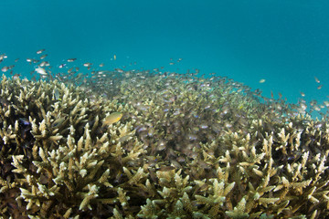 Fototapeta na wymiar Small Fish and Corals