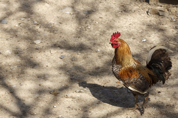 Rooster