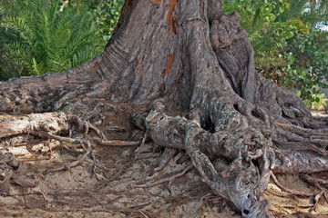 Fototapeta na wymiar roots of an old tree, Hawaii, USA