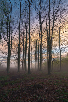 Fototapeta Beautiful misty evening