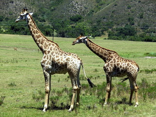 Naklejka na ściany i meble Giraffen in der Wildnis auf einer Safari in Südafrika