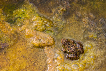 Northern Leopard Frog background