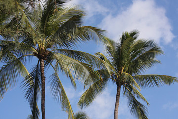 Fototapeta na wymiar Palm trees on a sunny day