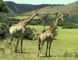 Naklejka na ściany i meble Giraffen in der Wildnis auf einer Safari in Südafrika