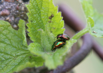Two dead-nettle leaf beetle (Chrysolina fastuosa) in the act of mating on a deadnettle