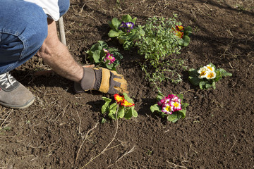 Gardener and flower bed