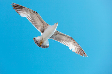 Sea gull
