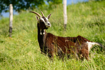 Italian Goat  grazing freely