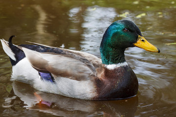 Mallard Duck (Anas platyrhynchos) relaxing in pond