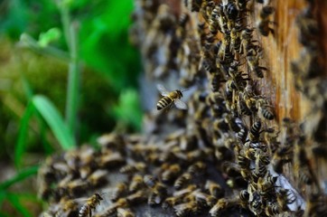 pszczoły wracające do ula