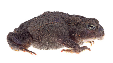 American Toad, Anaxyrus americanus, isolated