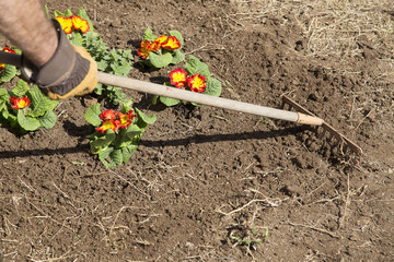Gardener and flower bed
