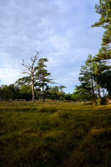 Obraz premium Der Darßer Urwald, Nationalpark Vorpommersche Boddenlandschaft,