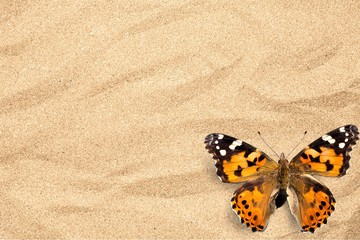 Obraz na płótnie Canvas Butterfly, Insect, Wing.