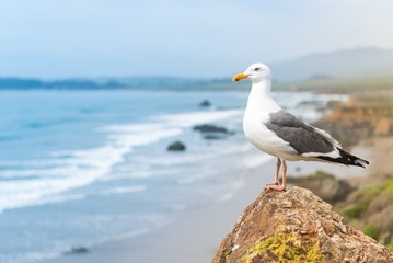 Obraz premium Coastal Seagull