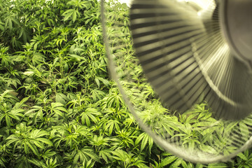 Indoor Field of Marijuana Plants under Fan