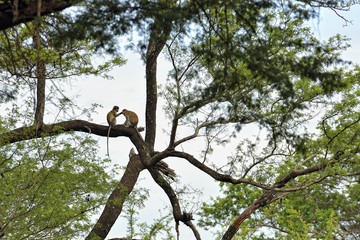 Monkeys