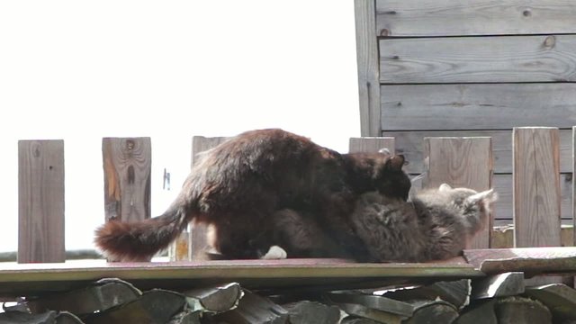 cat brown and gray color cat copulating