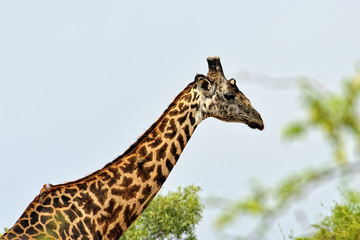 Giraffa