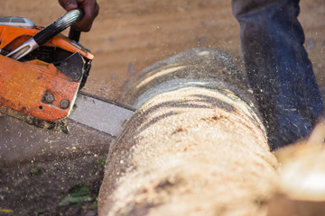 Logger cutting wood with chainsaw to make firewood