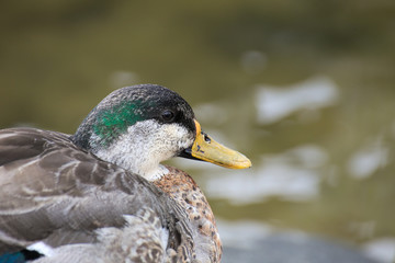 Profile of a male mallard (Anas platyrhynchos) during molt