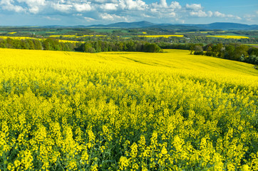 Obraz premium Colza field