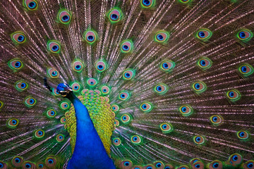 Obraz premium Beautiful Peacock