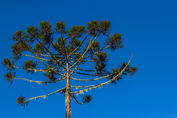 Araucária e céu azul
