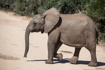 Young African Elephant in South Africa