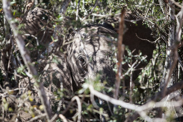 African Elephant Hiding in Vegetation