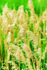 reeds © Maksim Shebeko