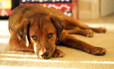 Tired dog laying on carpet in front of toy box