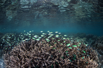 Fototapeta na wymiar Coral Reef and Bright Fish
