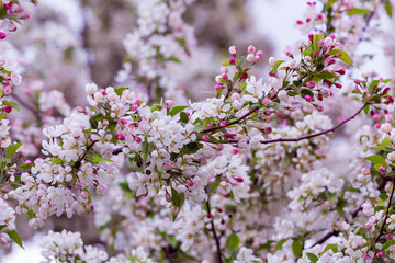 Cherry Blossoms