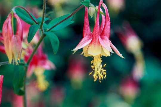 Columbine