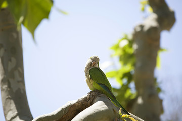 Green Quaker Parrot