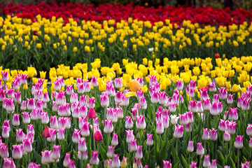 Obraz premium Tulip Field