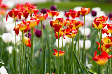 Fototapeta premium orange tulip